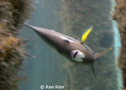 Slow Down!

French Angelish almost swimming into me.
... by Ron Rico 